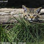 Graham Abshire Profile Picture