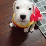 Jinilson Castro Profile Picture